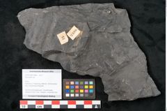 Foto (Objekt + Etikett) von Neuropteris sp.  (NHMW-GEO-2024-0188-10688)